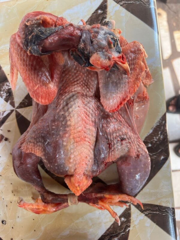 Guinea Fowl